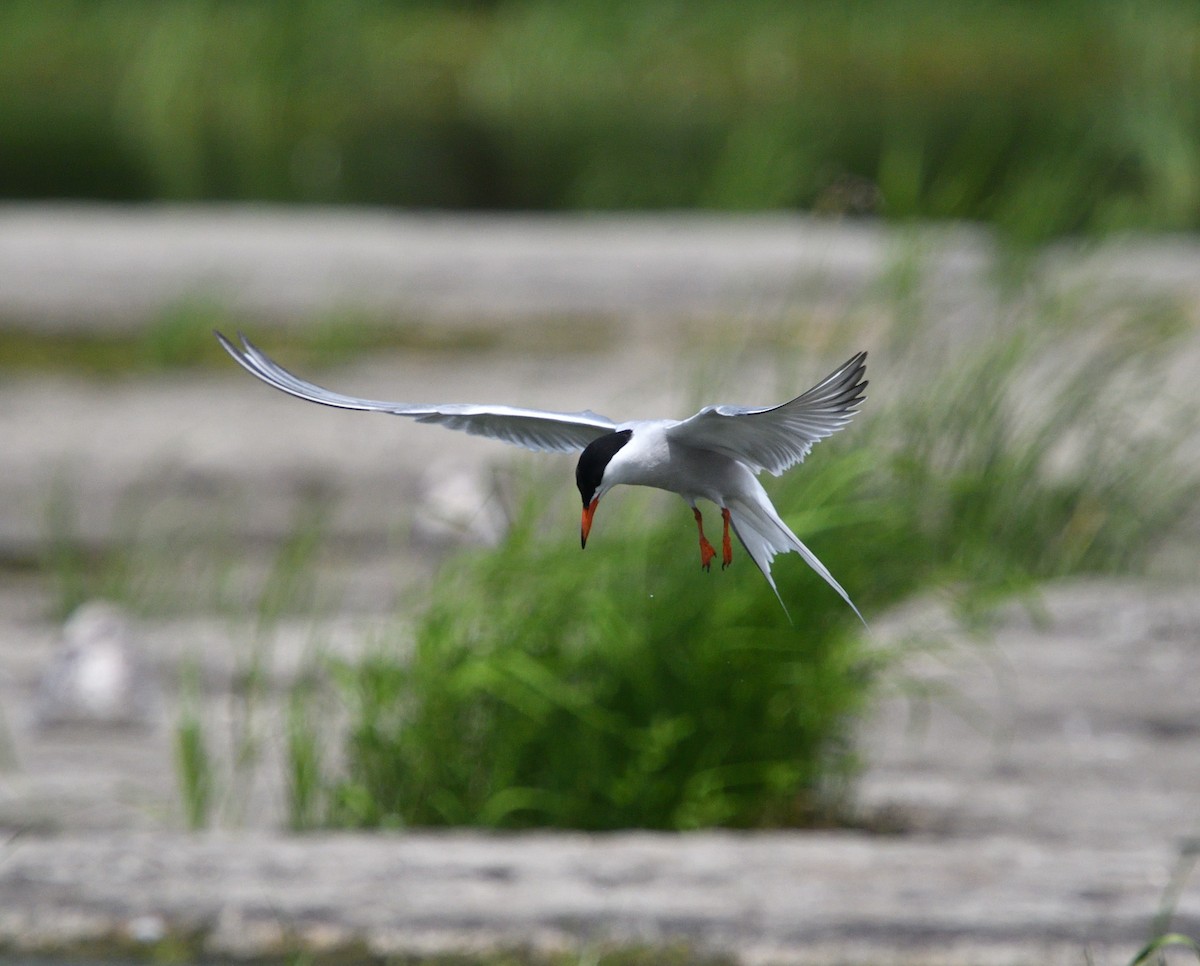 Common Tern - Louis Lemay