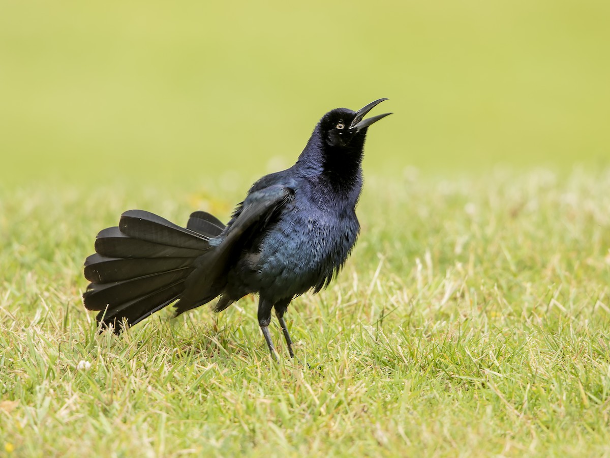 Great-tailed Grackle - Dave Furseth