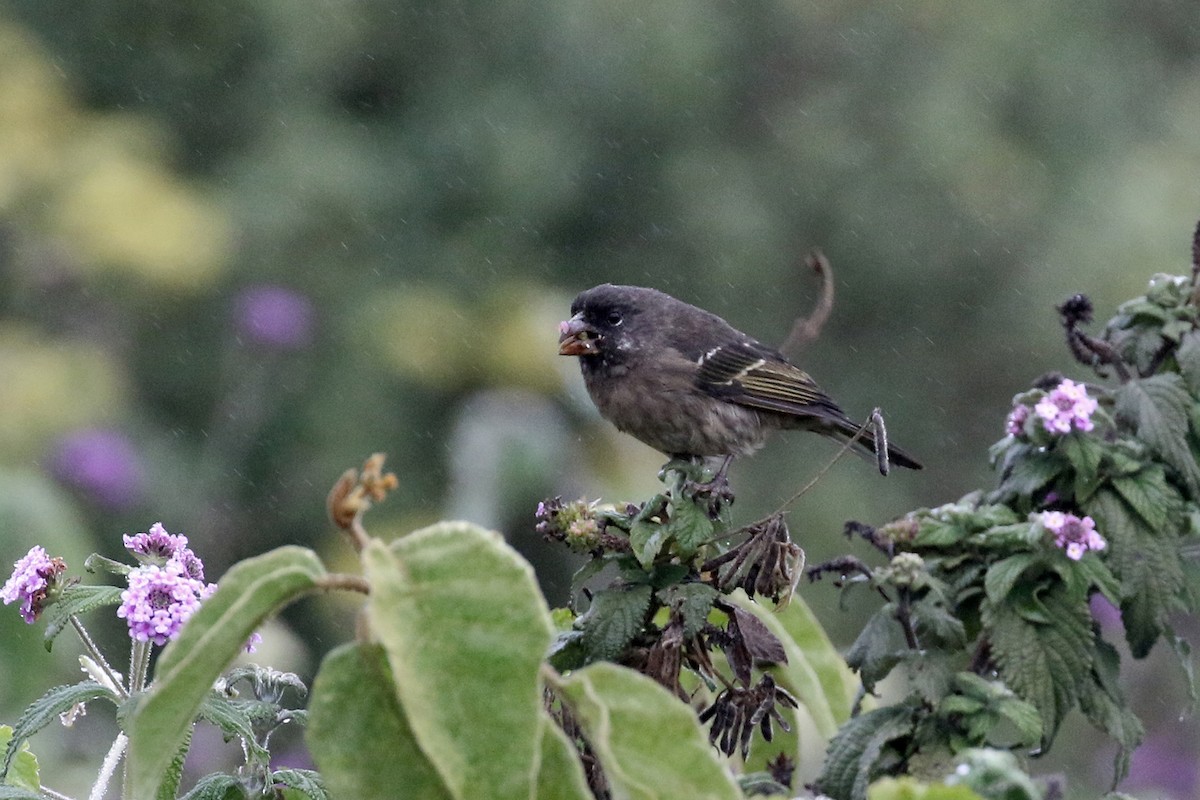 Thick-billed Seedeater - ML170620681