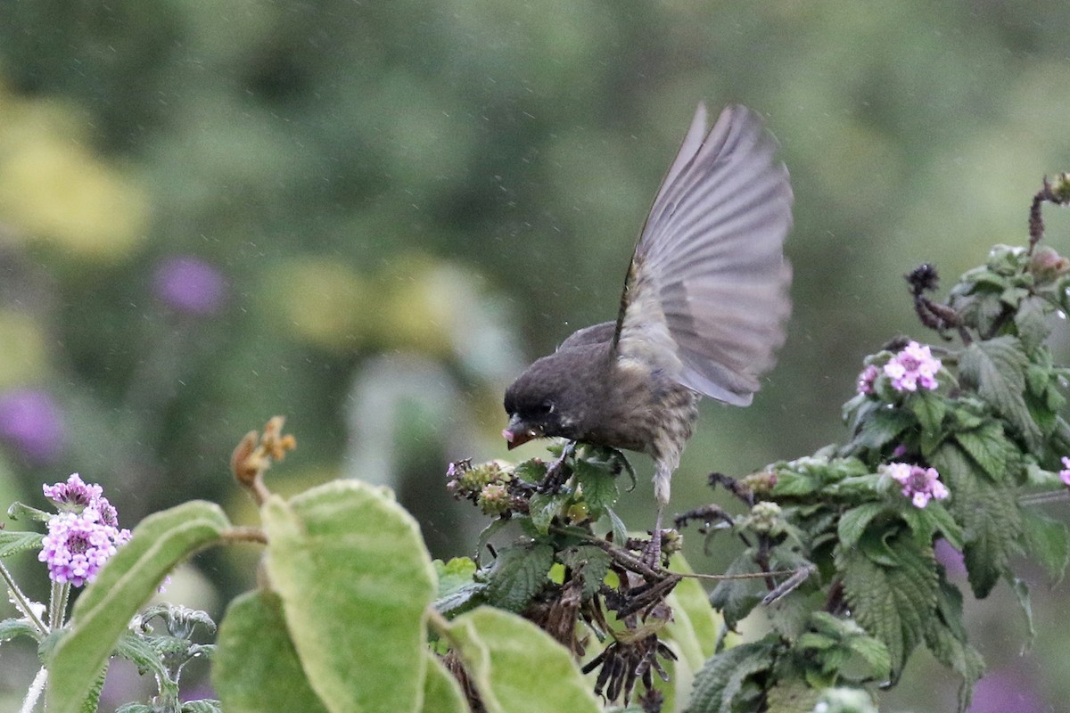 Thick-billed Seedeater - ML170620691