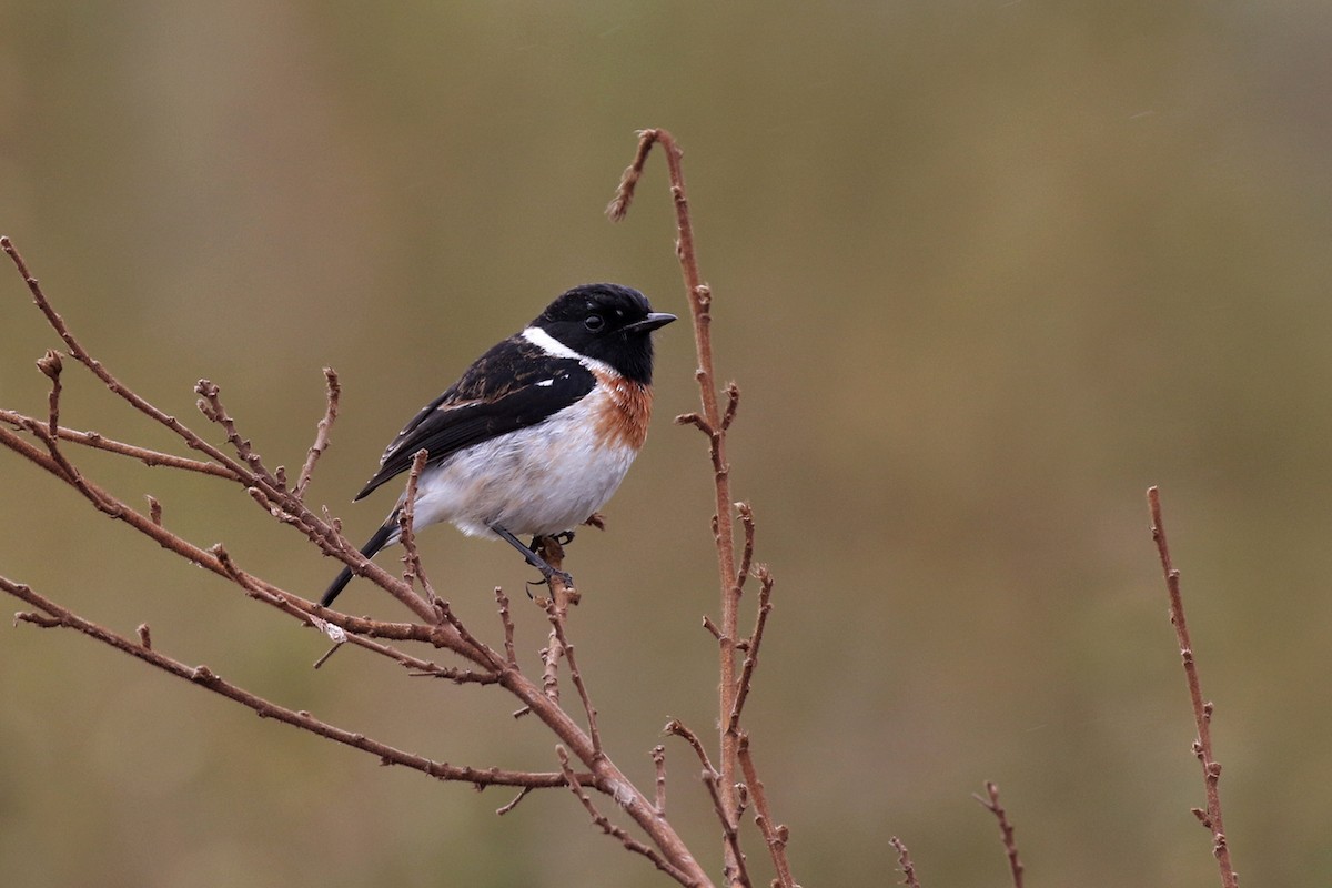 African Stonechat (African) - ML170620811