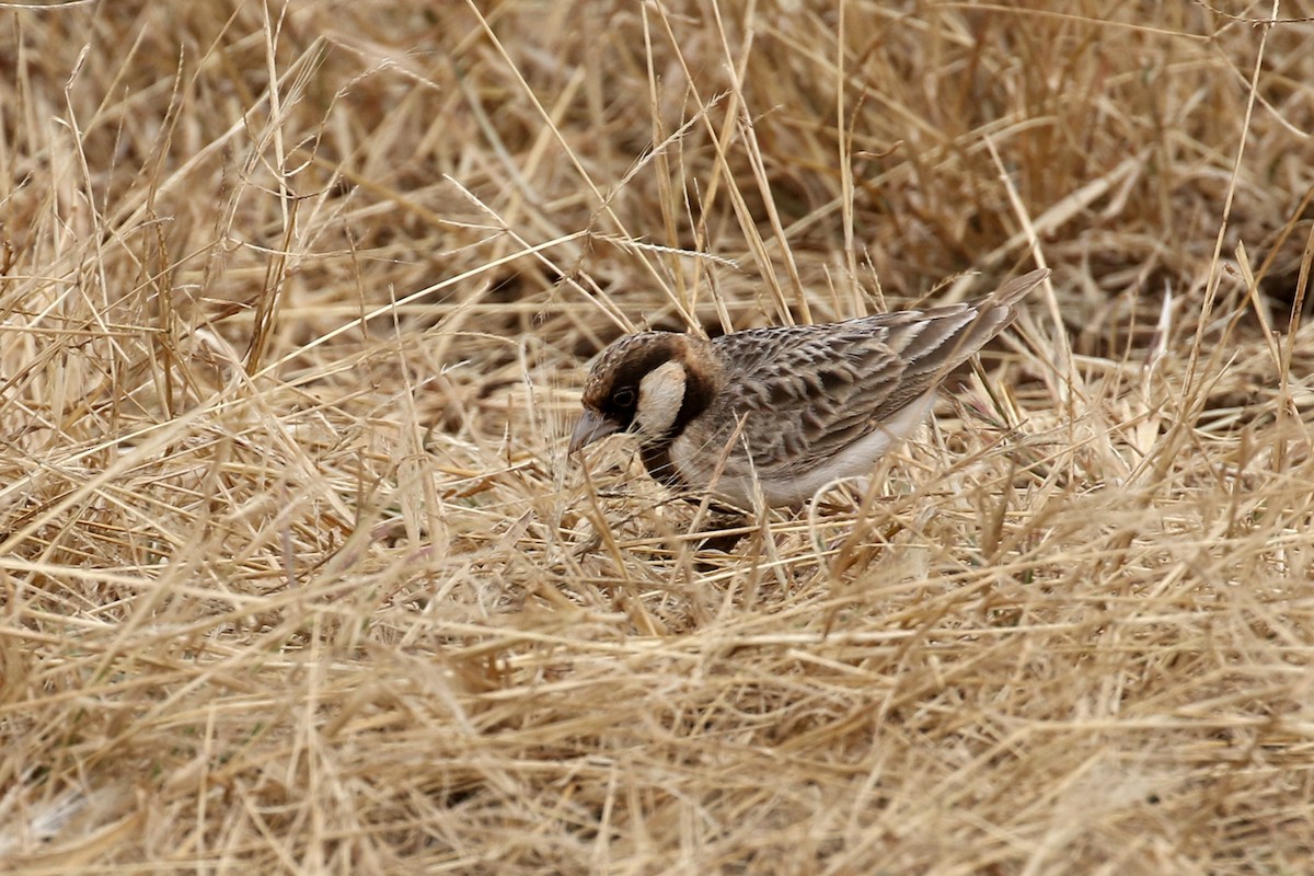 Fischer's Sparrow-Lark - Charley Hesse TROPICAL BIRDING