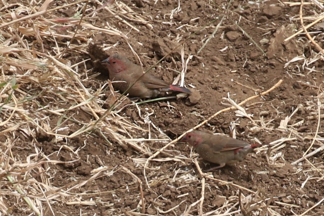 Red-billed Firefinch - Charley Hesse TROPICAL BIRDING