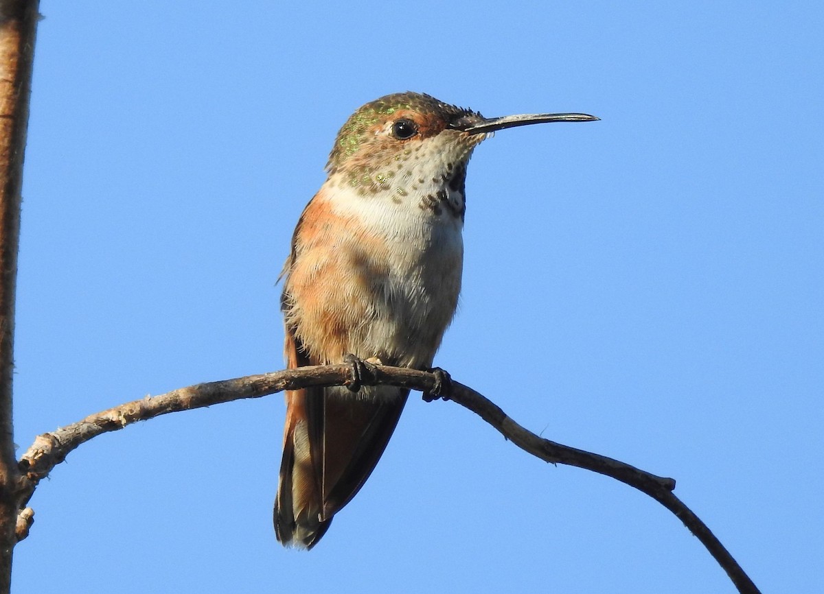 Allen's Hummingbird - ML170623081