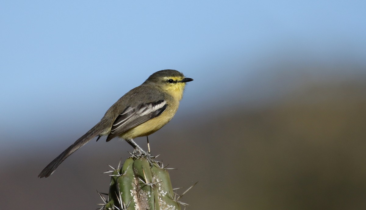 Greater Wagtail-Tyrant (Greater) - Jay McGowan