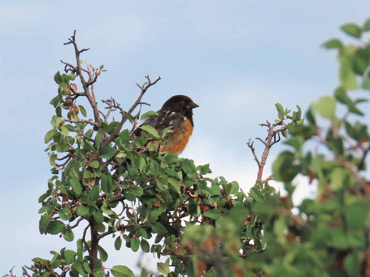 Spotted Towhee - ML170628411