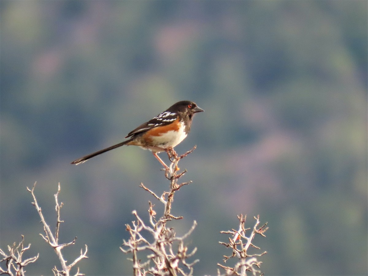 Spotted Towhee - ML170628481