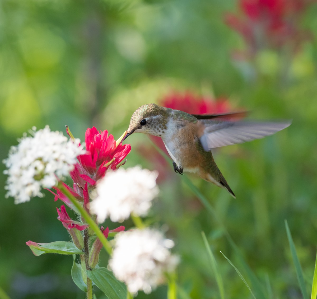 Calliope Hummingbird - Steve Wickliffe
