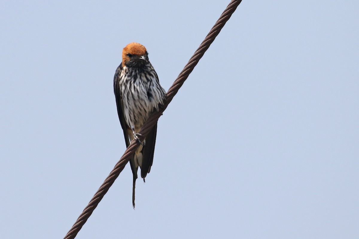 Lesser Striped Swallow - Charley Hesse TROPICAL BIRDING