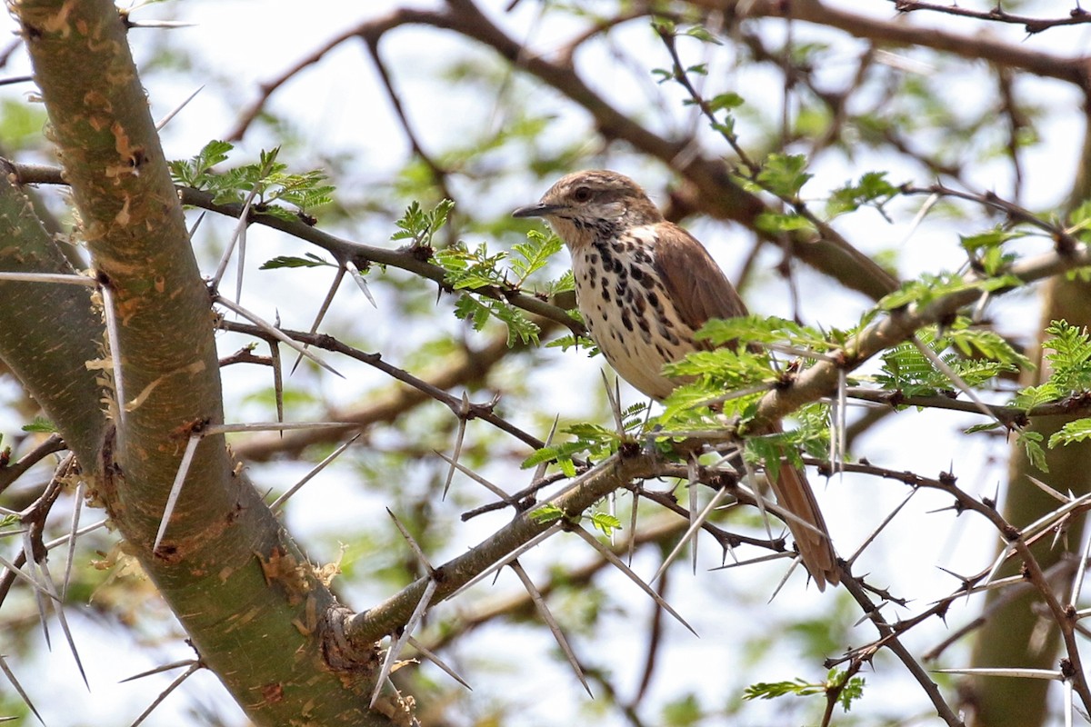 Spotted Morning-Thrush - Charley Hesse TROPICAL BIRDING
