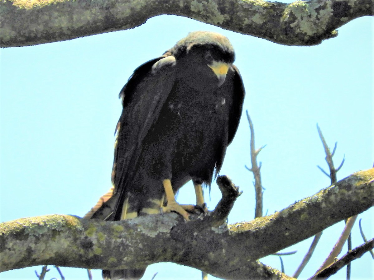 Zone-tailed Hawk - María Eugenia Paredes Sánchez