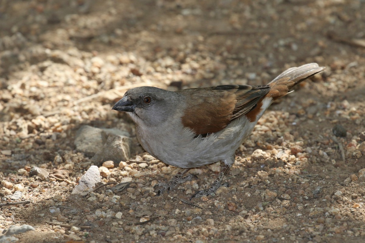 Swahili Sparrow - ML170633451