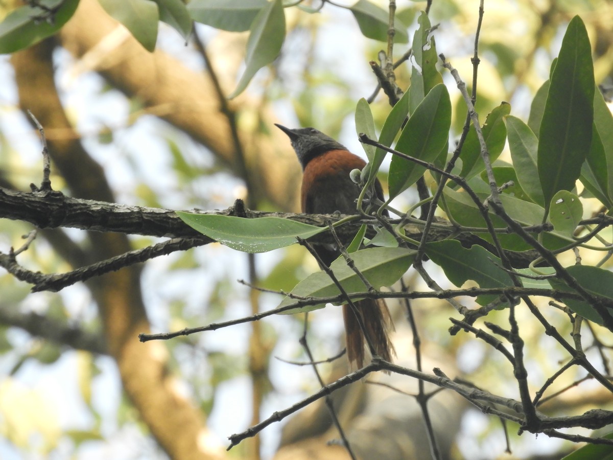 Rufous-breasted Spinetail - ML170635391