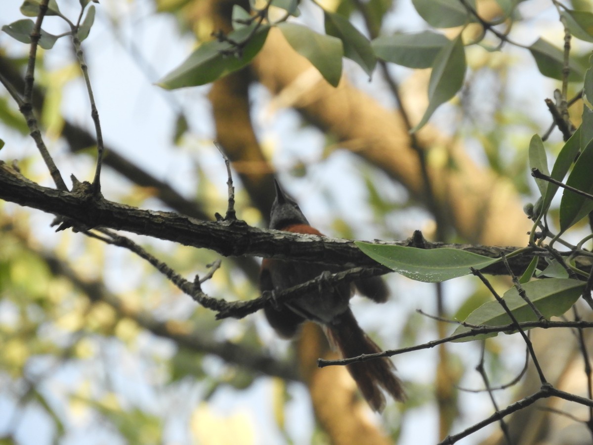 Rufous-breasted Spinetail - Guillermo Funes
