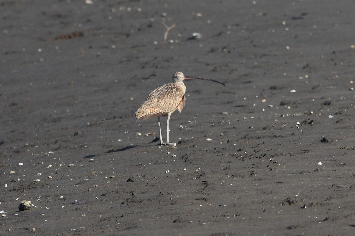 Long-billed Curlew - ML170635771