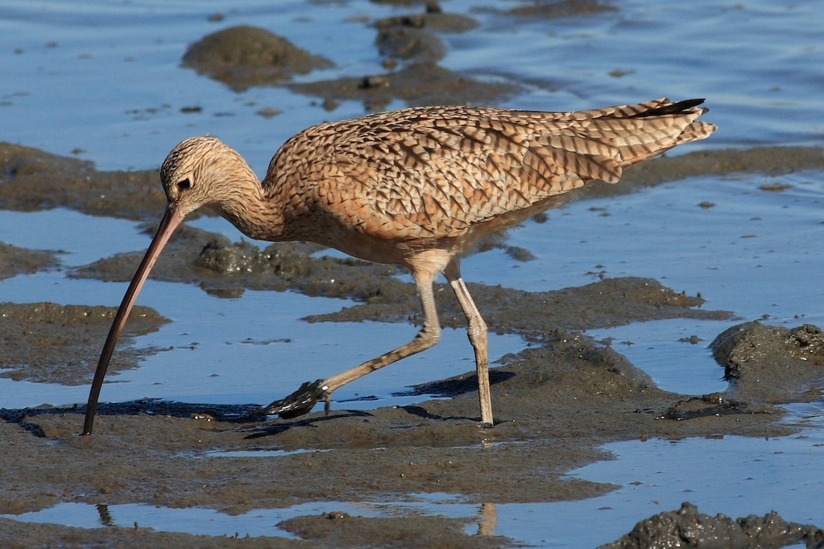 Long-billed Curlew - ML170635871