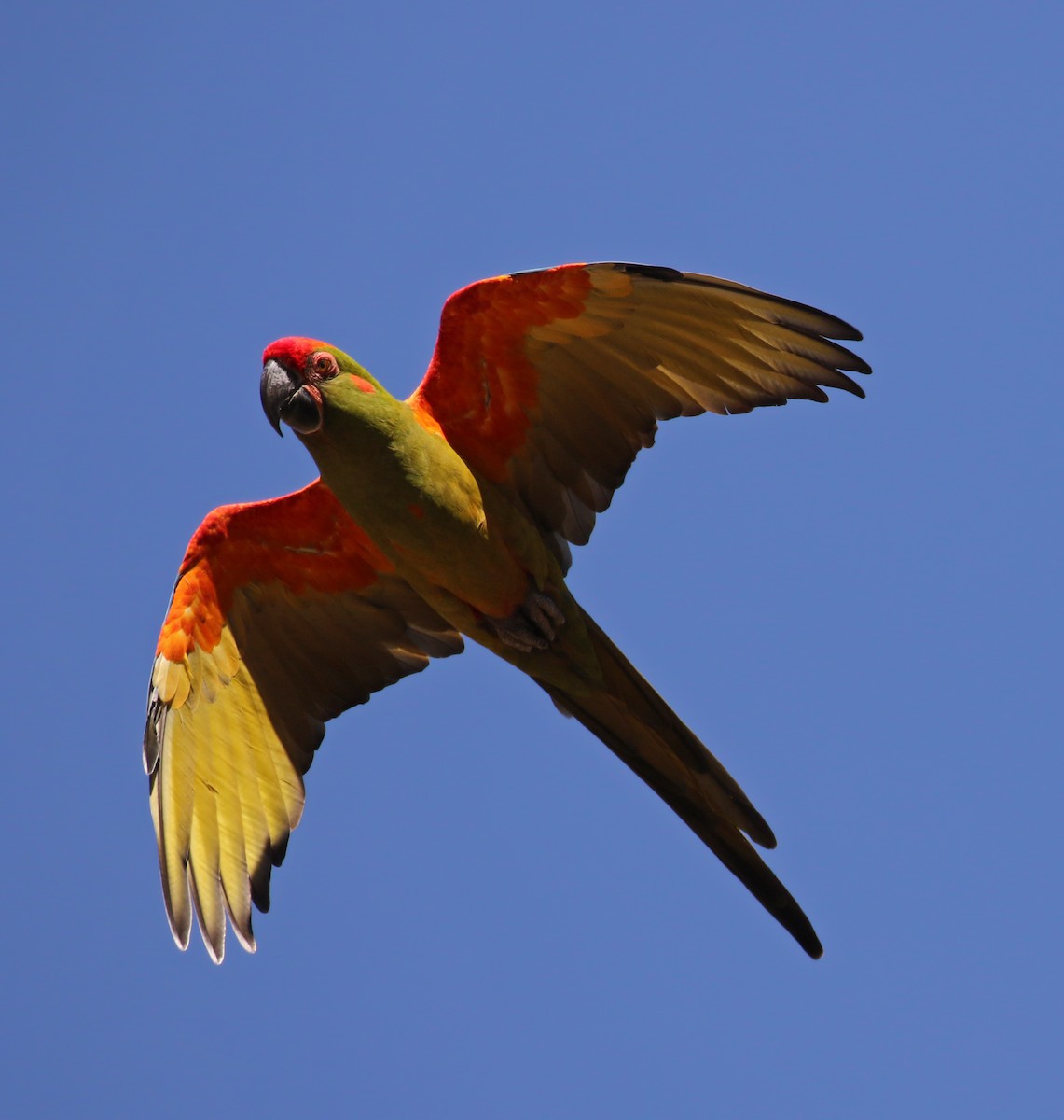 Red-fronted Macaw - ML170637601