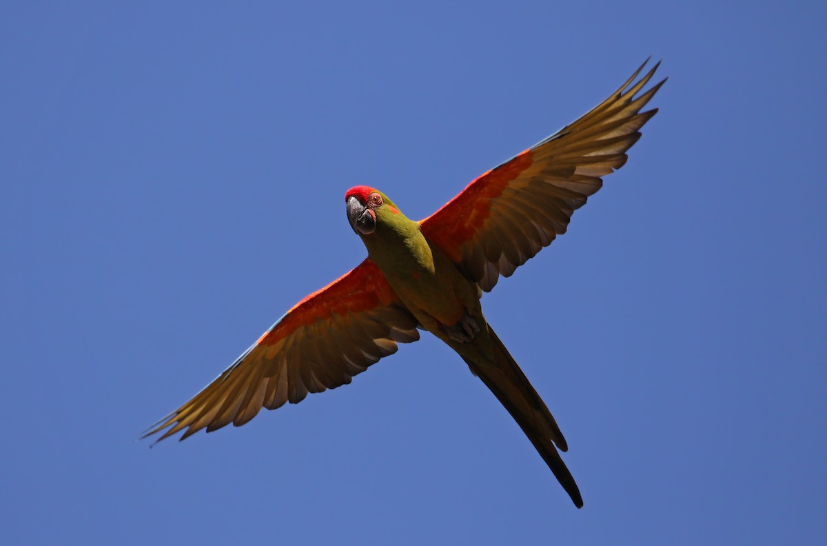 Red-fronted Macaw - ML170637611