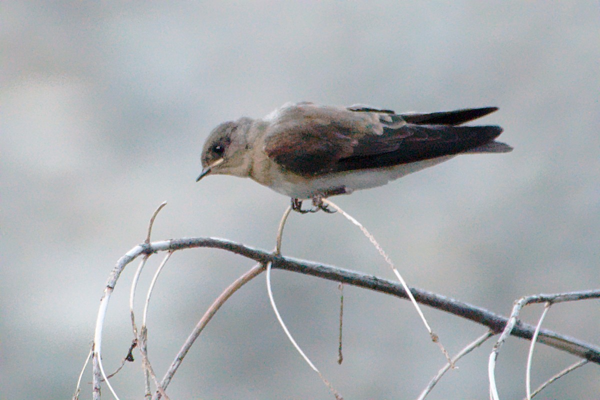 Northern Rough-winged Swallow - Zhen Li