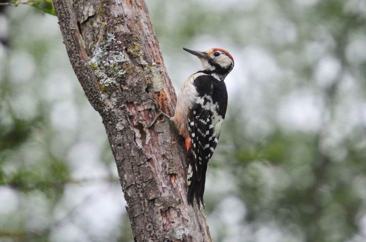 White-backed Woodpecker (White-backed) - Dirk Tomsa