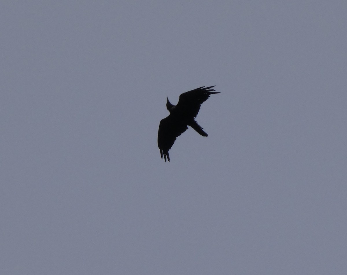 Common Raven - River Ahlquist