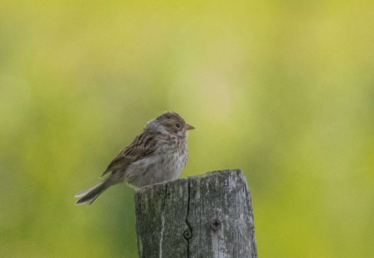 Clay-colored Sparrow - ML170642821