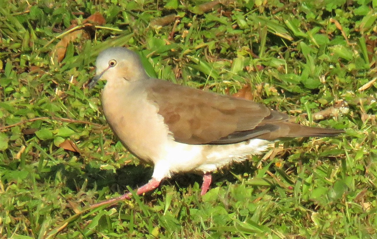 Gray-headed Dove - ML170644581