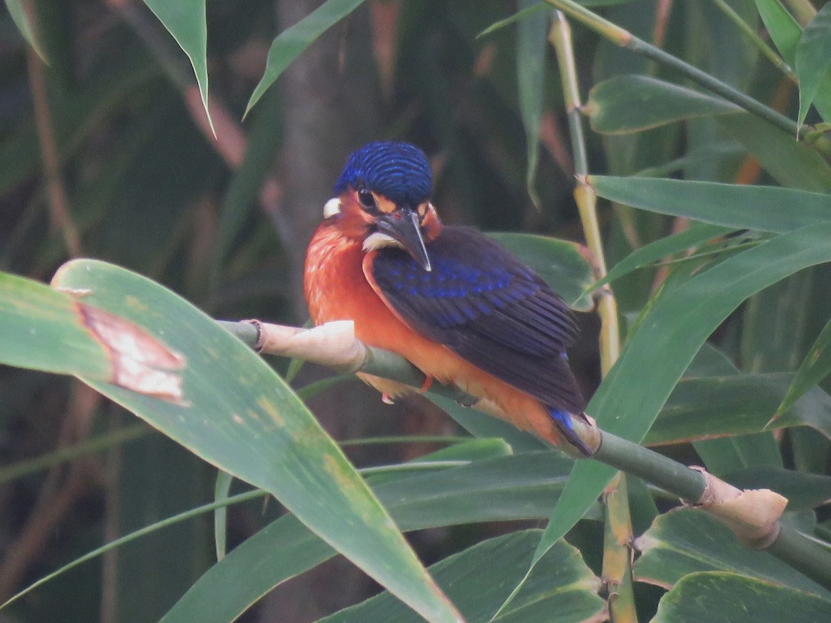 Blue-eared Kingfisher - Richard Arnold