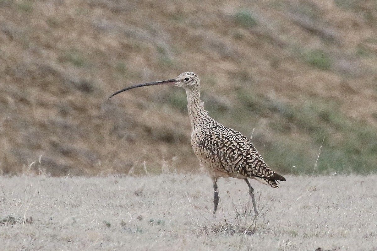 Long-billed Curlew - Mark Chavez
