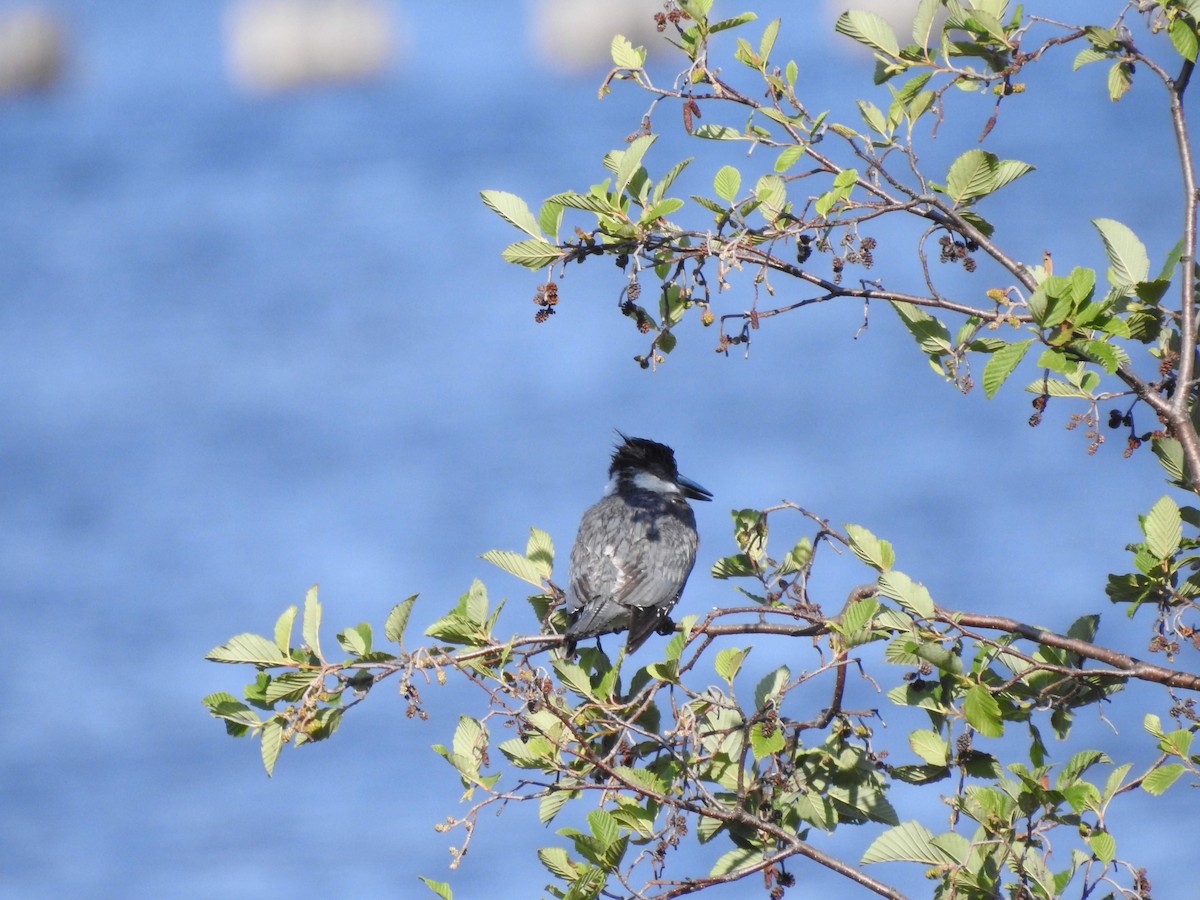 Belted Kingfisher - Marie-eve Gauthier