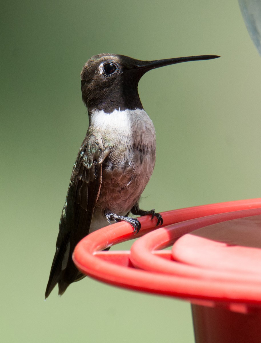 Black-chinned Hummingbird - ML170654381