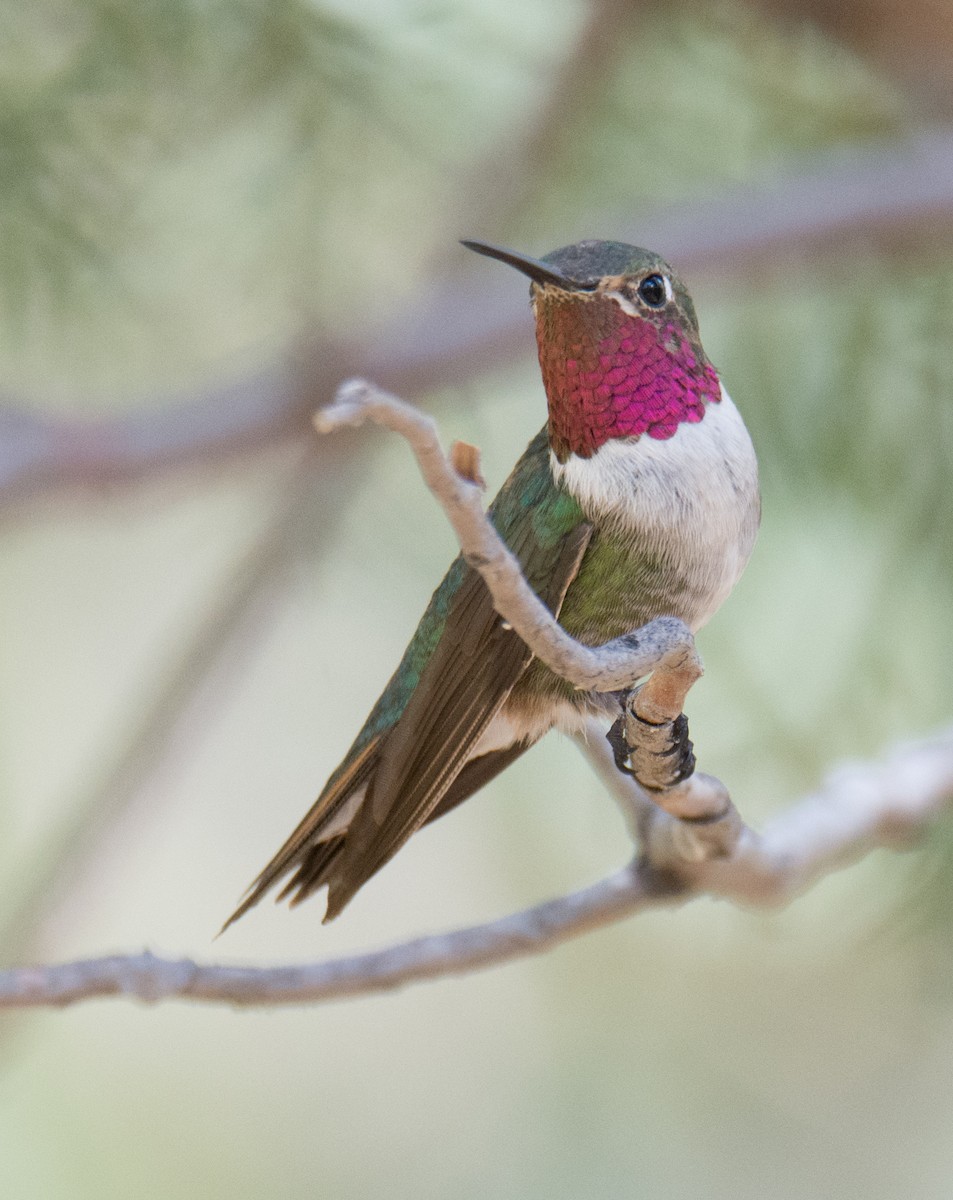 Broad-tailed Hummingbird - ML170654421