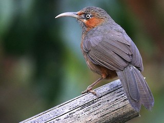  - Rusty-cheeked Scimitar-Babbler