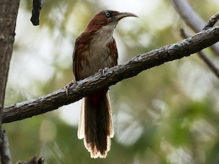  - Rusty-cheeked Scimitar-Babbler
