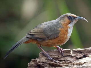  - Rusty-cheeked Scimitar-Babbler