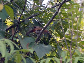  - Rusty-cheeked Scimitar-Babbler