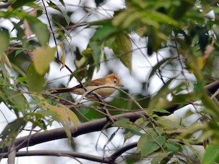 Молодая птица - Cheng Qian - ML170656981
