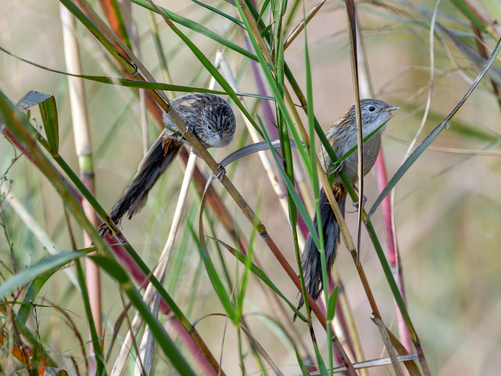 Rufous-vented Grass Babbler - Saurabh Sawant