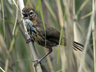  - Marsh Babbler