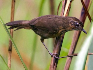  - Marsh Babbler