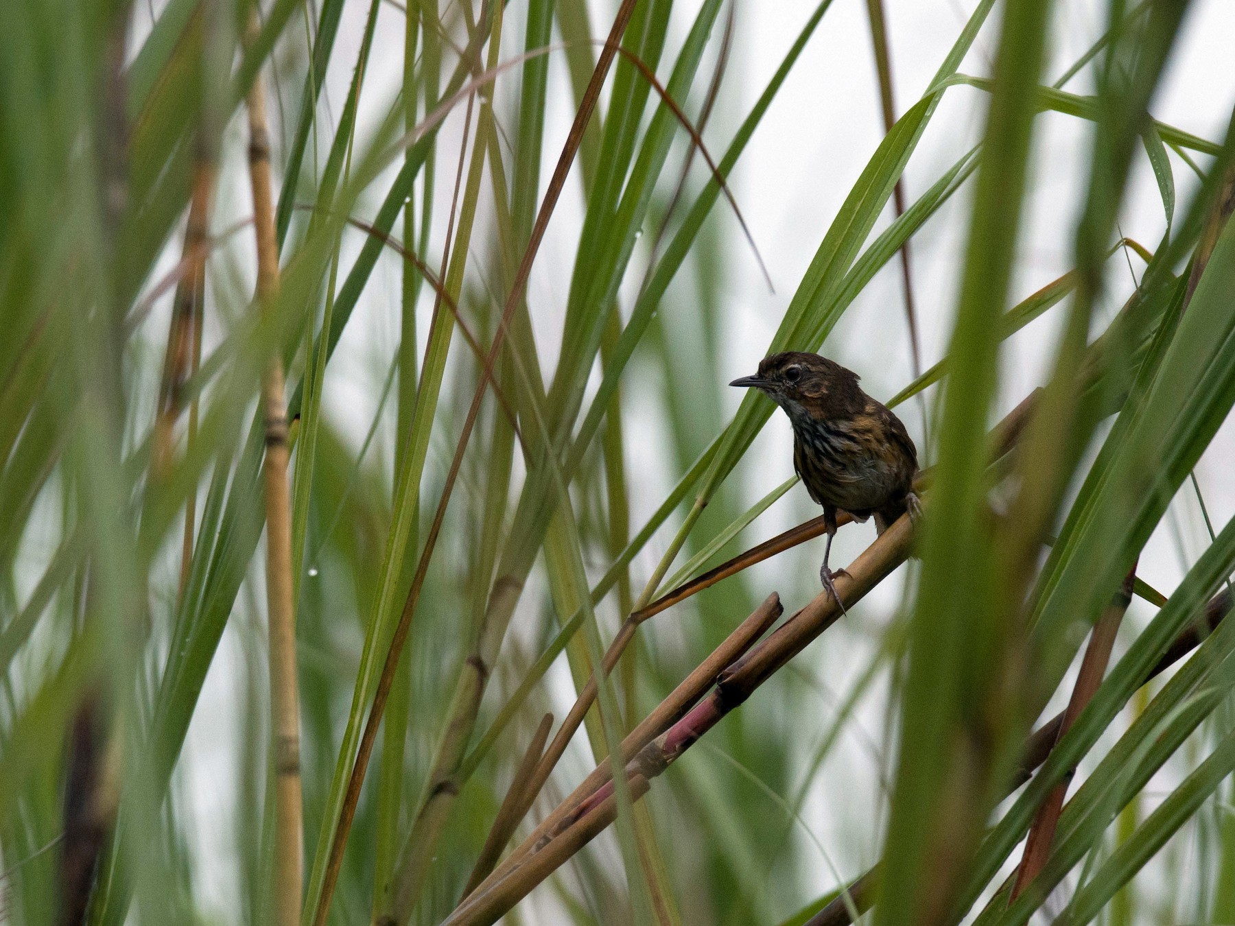 Marsh Babbler - Venkatesh  R
