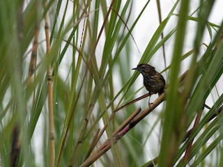  - Marsh Babbler