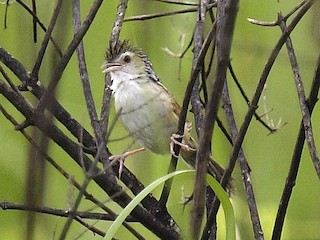  - Indian Grassbird