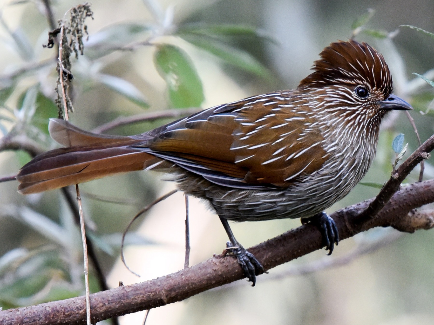 Striated Laughingthrush - Bruce Wedderburn