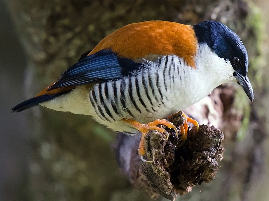 Himalayan Cutia - Craig Brelsford