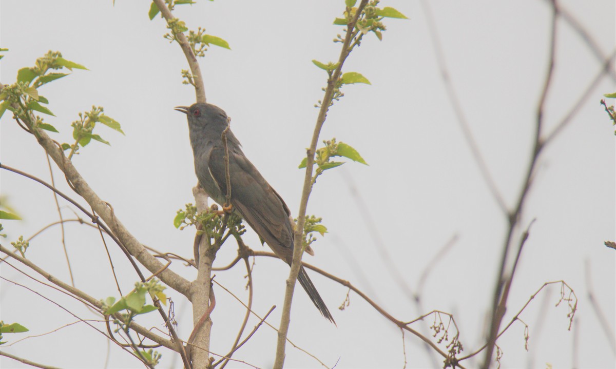 Gray-bellied Cuckoo - Venkatesh VT