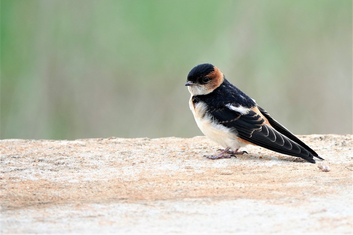 Red-rumped Swallow - ML170661551