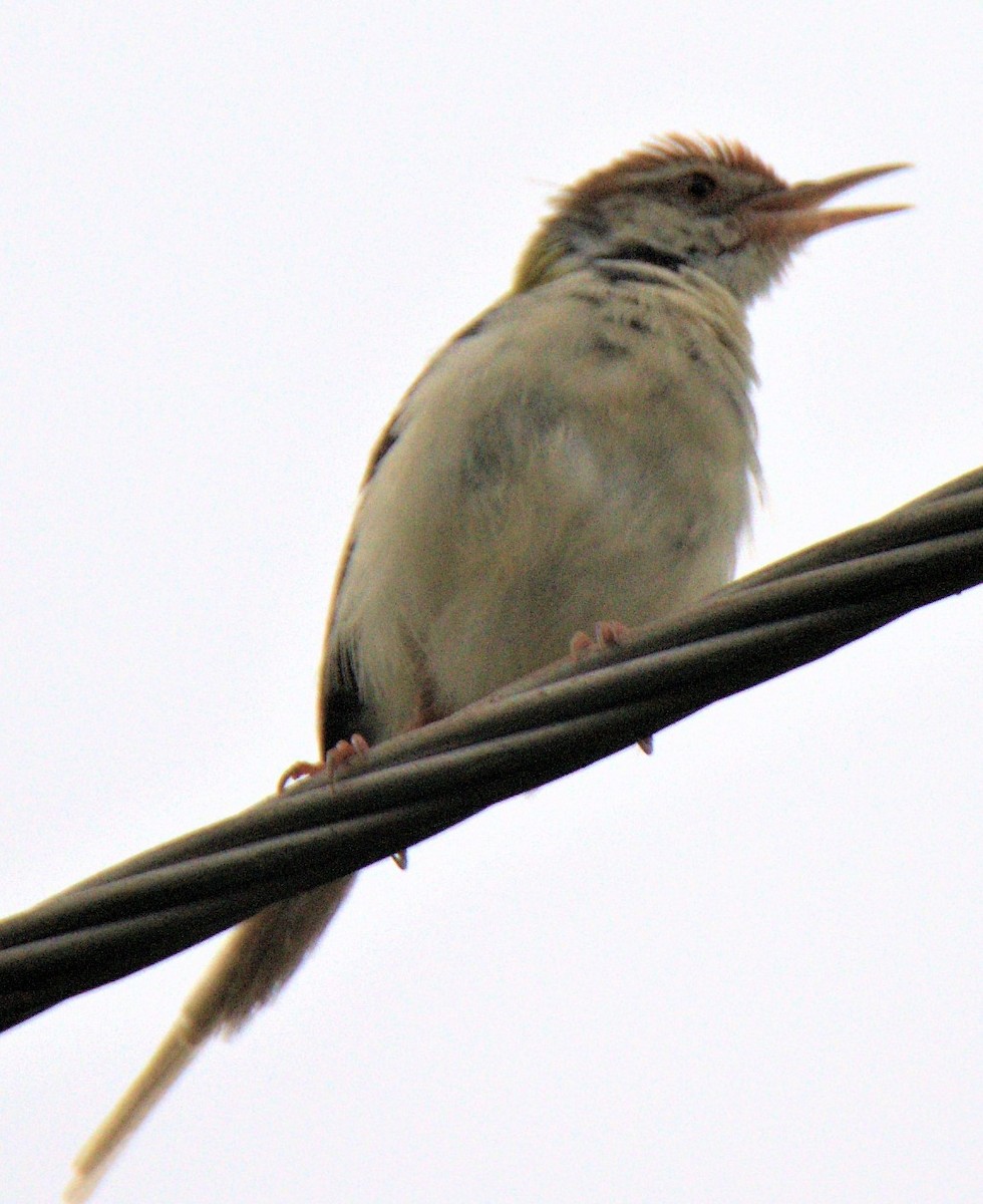 Common Tailorbird - Venkatesh VT