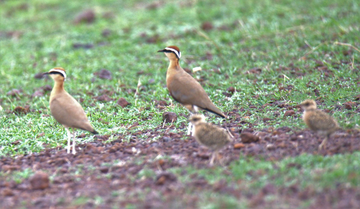 Indian Courser - ML170664531