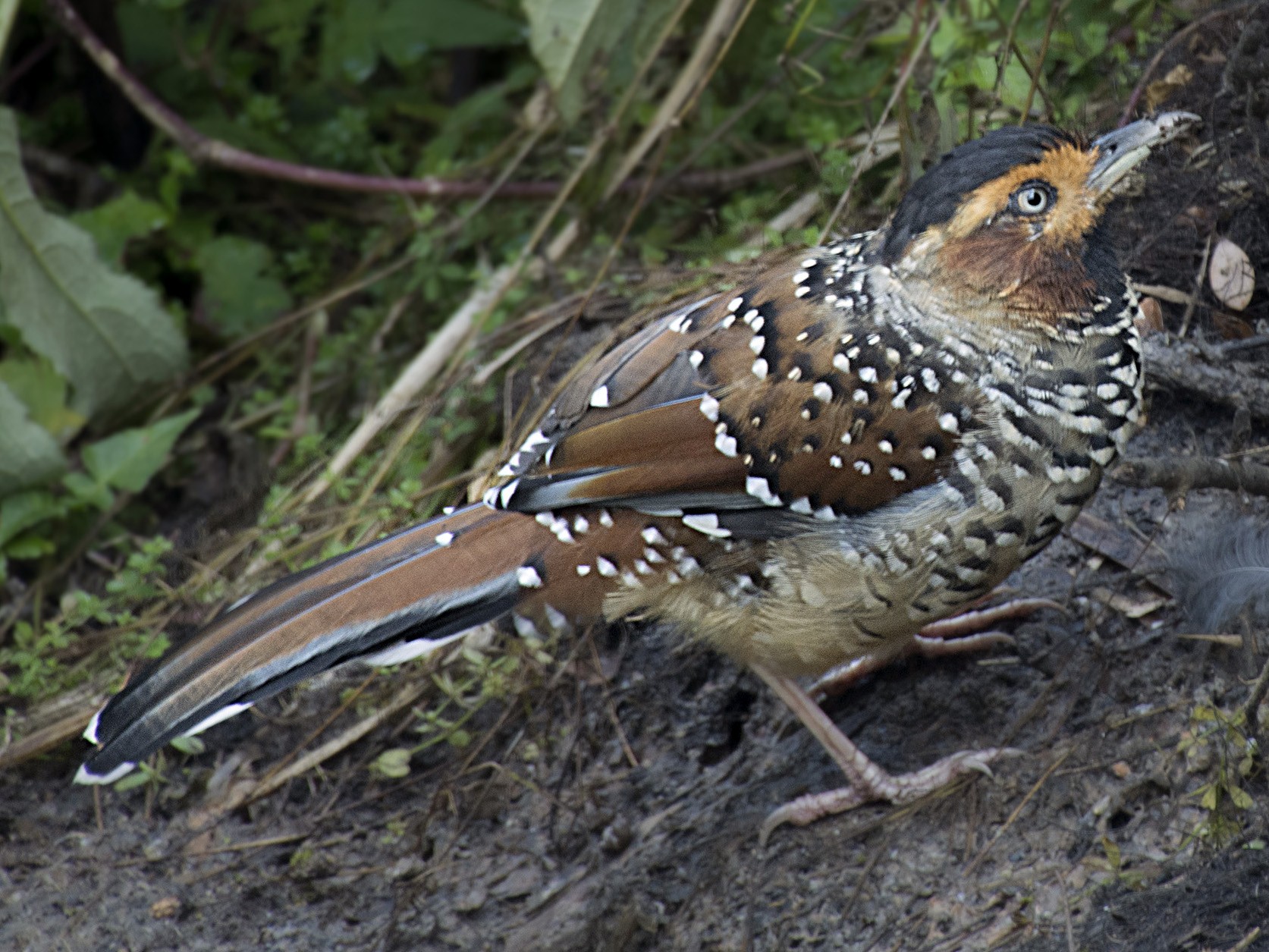 Spotted Laughingthrush - Biswanath Mondal